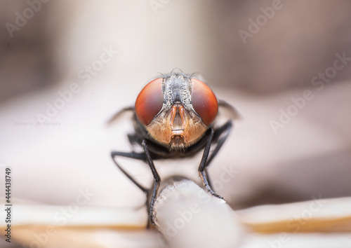 Beautiful macro of insects