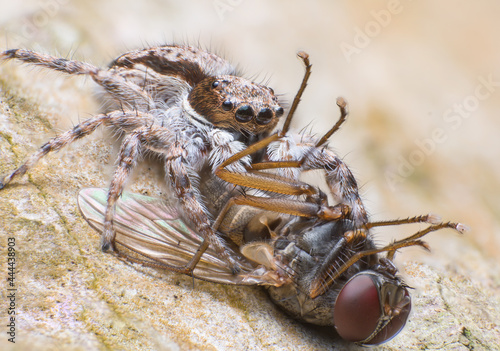 Beautiful macro of insects