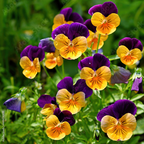 Orange-purple pansy flowers on a summer day with drops after rain, outdoors, close-up. Blooming violet tricolor.