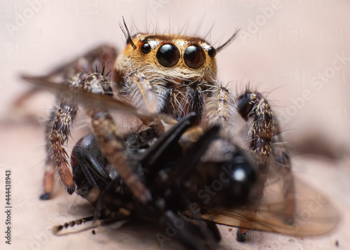 Beautiful macro of insects
