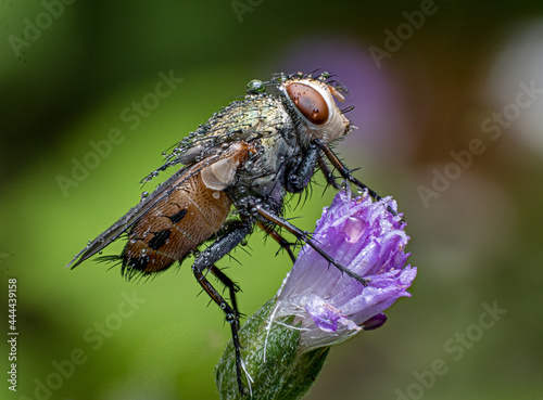Beautiful macro of insects