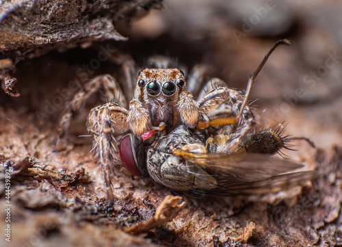 Beautiful macro of insects