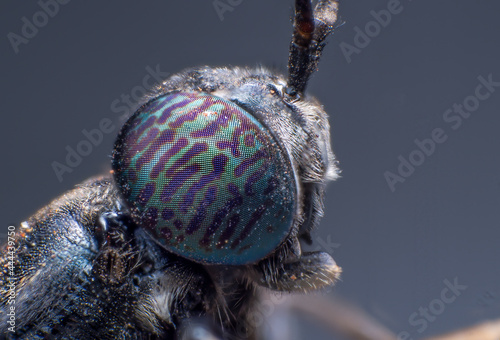 Beautiful macro of insects