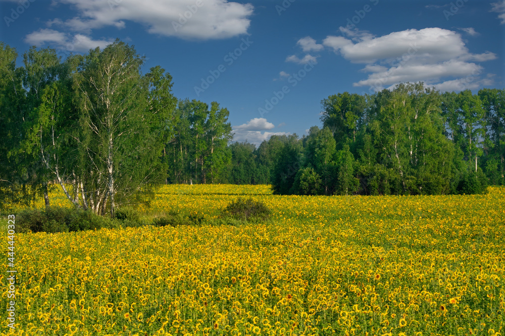 Russia. Altai Territory. Endless fields with blooming sunflowers near the village of Tselinnoye.