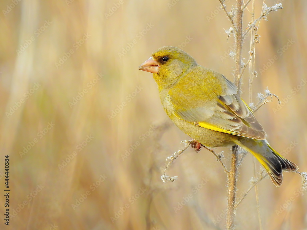 Wild yellow bird, common greenfinch, sits on a dry branch of a plant sideways, against a natural blurred background of nature, close-up. 
