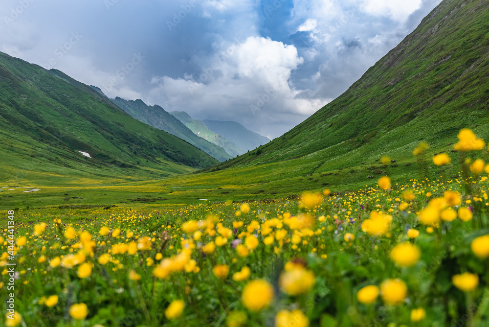 Fototapeta premium Beautiful green flowering alpine meadows on the Bzerpinsky cornice in Krasnaya Polyana, Sochi. Mountains and sky with clouds