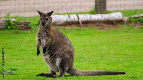 kangaroo in the grass