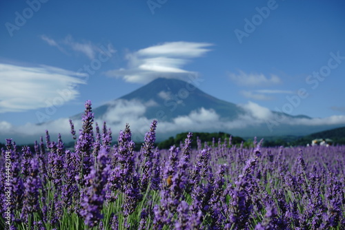 We also visited a lavender farm and had delicious ice cream.