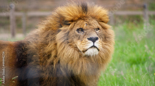 lion in the zoo © John