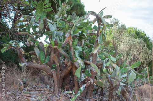 Mediterranean  Opuntia  disease  cactus.