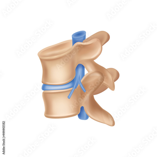 Spinal Bone Illustration