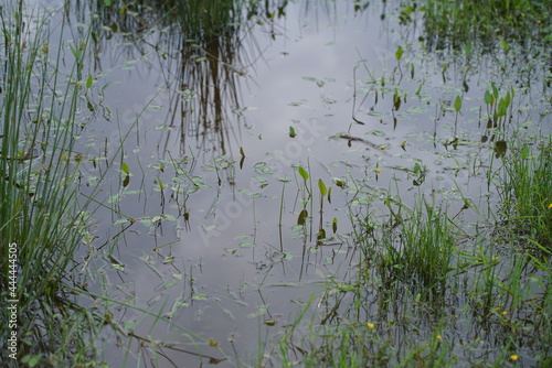 Teich mit Wasserpflanzen im Sommer  Fieberklee  Menyanthes trifoliata