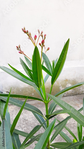 nerium oleander about to bloom