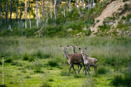 Tree deers. © SteinOve