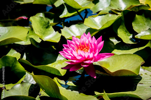 Close-up pink lotus flower. Beautiful lotus flower and leaves. Lotus flowers in the pond. Selective focus  close-up.