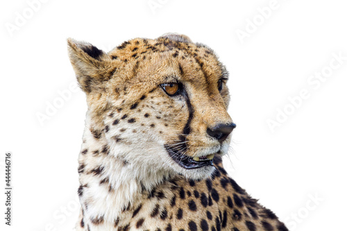 Cheetah portrait isolated in white background in Kgalagadi transfrontier park, South Africa; Specie Acinonyx jubatus family of Felidae