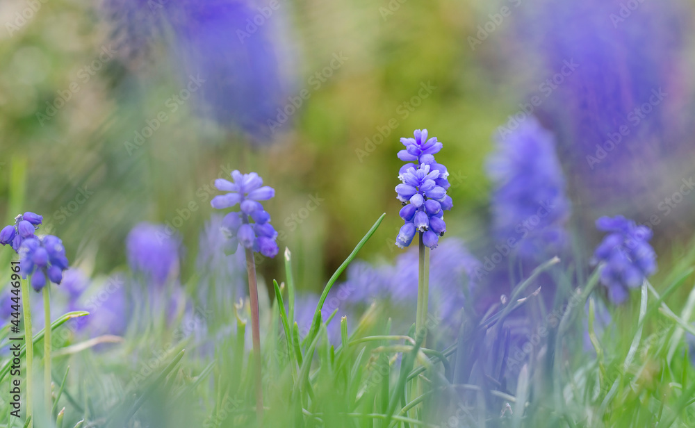 Obraz premium Muscari Grape Hyacinth blooming in a garden