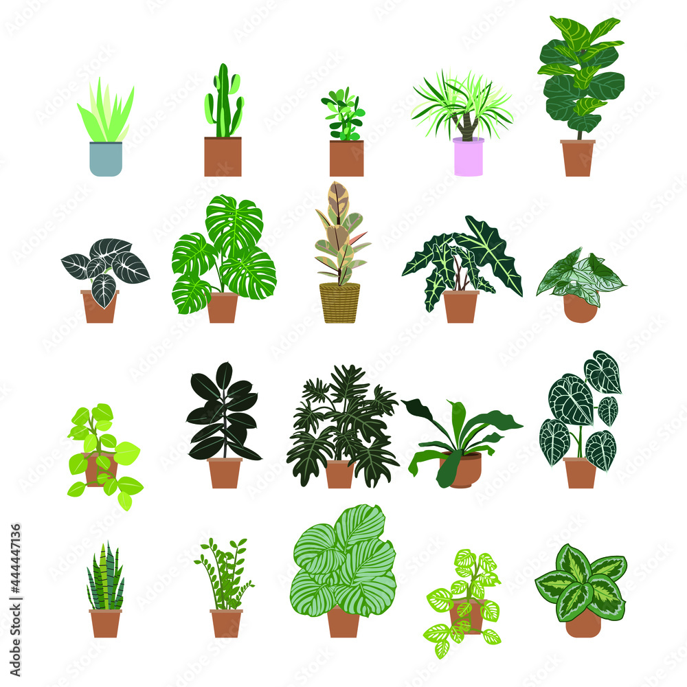 Fotografie set of plants