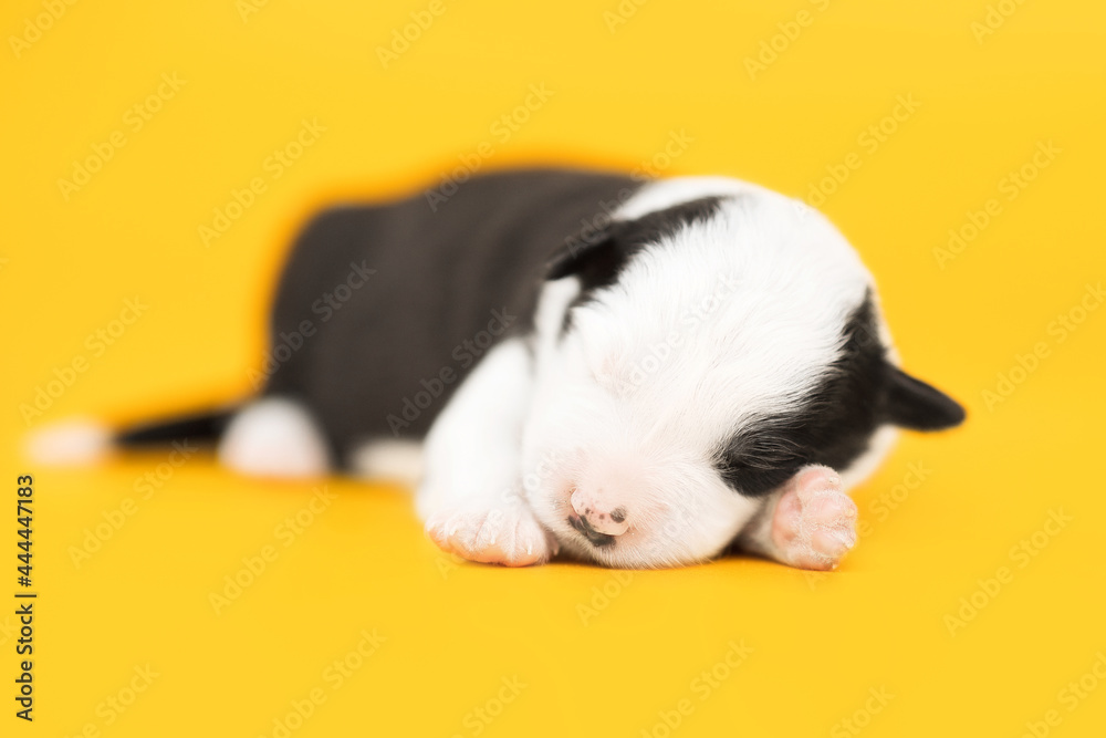 small black and white puppy of border collie dog sleeping on yellow backgroun