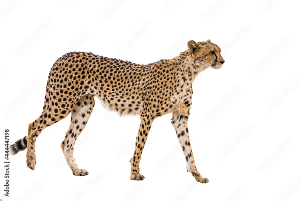 Cheetah isolated in white background in Kgalagadi transfrontier park, South Africa; Specie Acinonyx jubatus family of Felidae Cheetah isolated in white background in Kgalagadi transfrontier park, South Africa; Specie Acinonyx jubatus family of Felidae