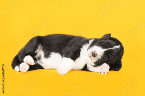 small black and white puppy of border collie dog sleeping on yellow backgroun