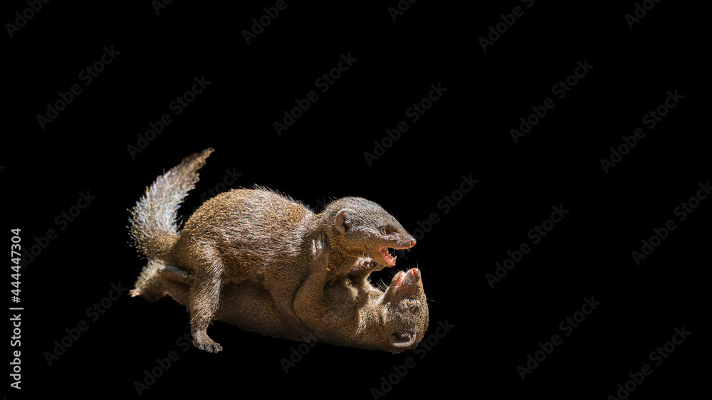 Two Common dwarf mongoose fighting in Kruger National park, South Africa ; Specie Helogale parvula family of Herpestidae