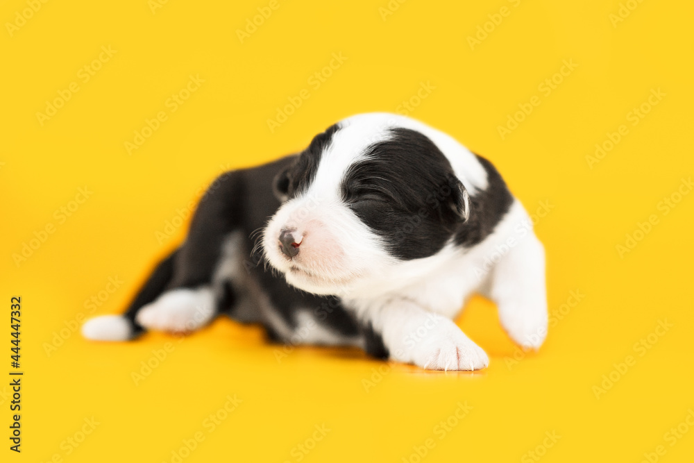 small black and white puppy of border collie dog try to go on yellow backgroun