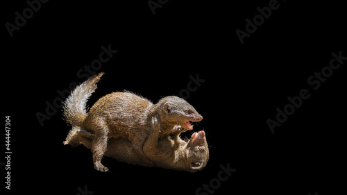 Two Common dwarf mongoose fighting in Kruger National park, South Africa ; Specie Helogale parvula family of Herpestidae