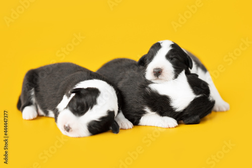 small black and white puppies of border collie dog sleeping on yellow backgroun