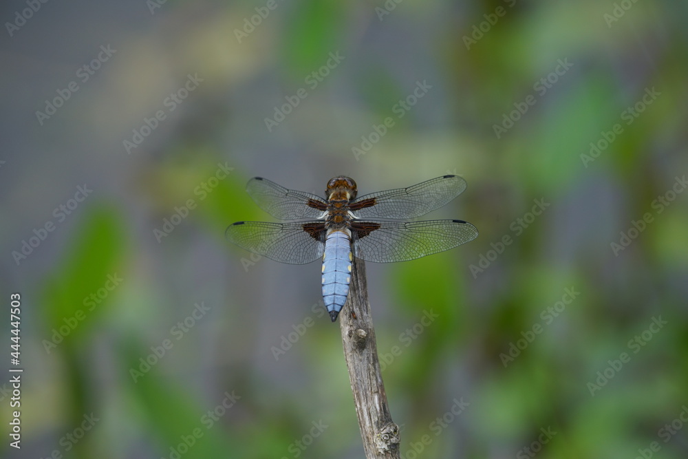 Plattbauch Libelle, Libellula depressa, Männchen