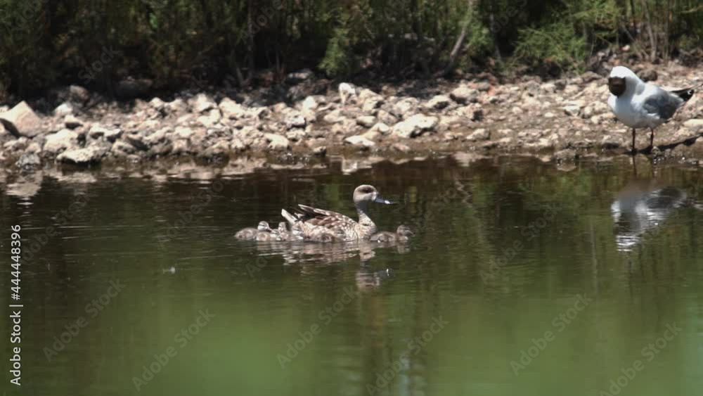 Duck family wating for the lagging behind duckling in super slow motion Duck family wating for the lagging behind duckling in super slow motion