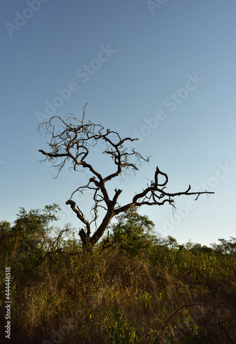 Silhouetted acacia tree against the late blue sky in the Lowveld of South Africa