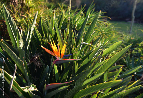 The strelitzia or bird of paradise flower is native to South Africa