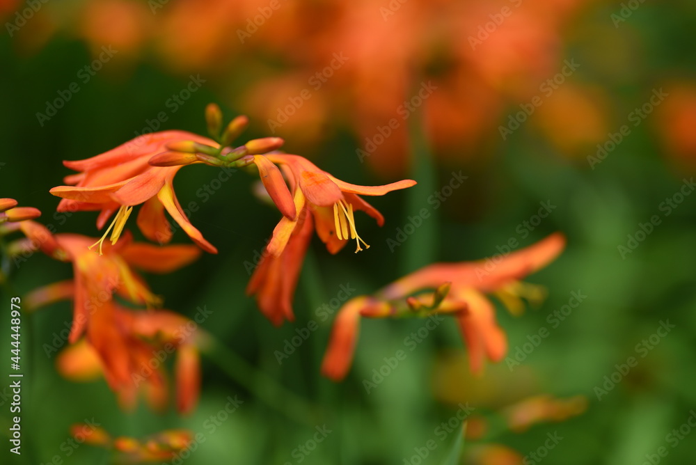Crocosmia flowers. Iridaceae perennial bulbous plant,
Crocosmia flowers. Iridaceae perennial bulbous plant,