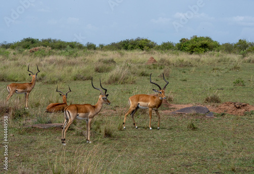 antelopes peacefully nibble the grass in a green meadow in the park 