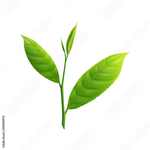 Matcha Leaves Illustration