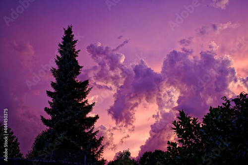 Fir trees in front of a surreal purple sky