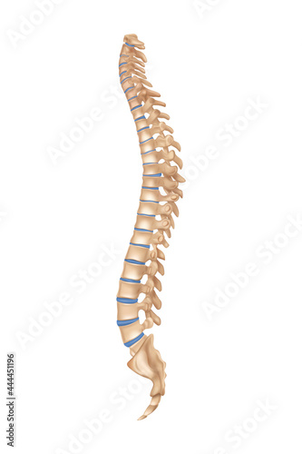 Realistic Human Spine