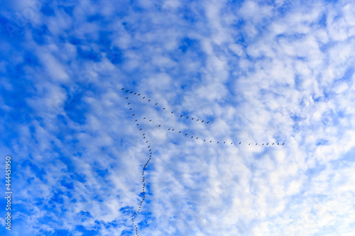 Flock of birds against a blue cloudy sky 