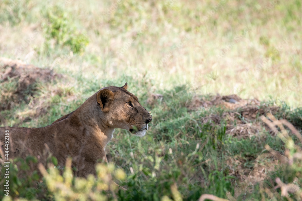 lions in the shade of trees rest after a successful night hunt lions in the shade of trees rest after a successful night hunt
