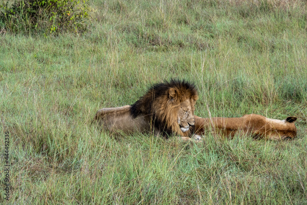 lions in the shade of trees rest after a successful night hunt lions in the shade of trees rest after a successful night hunt