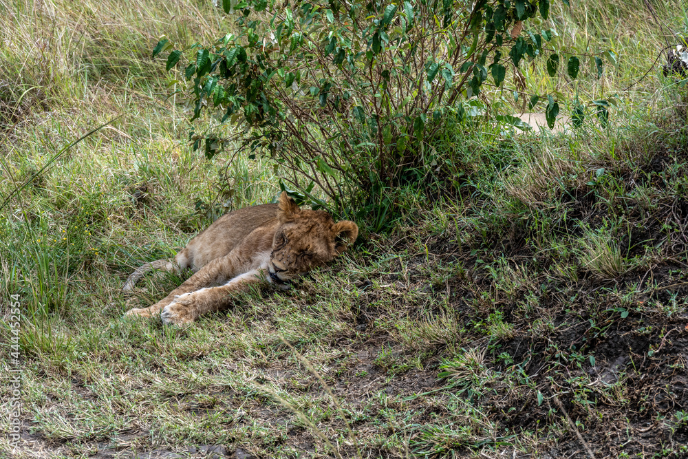 lions in the shade of trees rest after a successful night hunt lions in the shade of trees rest after a successful night hunt