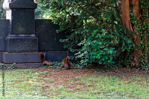 two Squirrel playing together