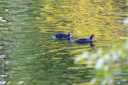 two birds chicks on water 