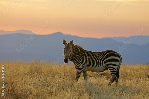 Cape mountain zebra  Equus zebra  in early morning light  Mountain Zebra National Park  South Africa.