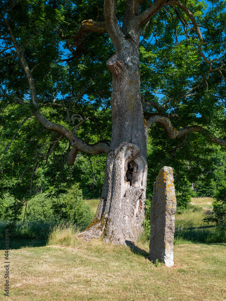 Oak tree and rune stone at Alvastra abbey in Sweden. Summertime and sunny day, No visible people. Oak tree and rune stone at Alvastra abbey in Sweden. Summertime and sunny day, No visible people.