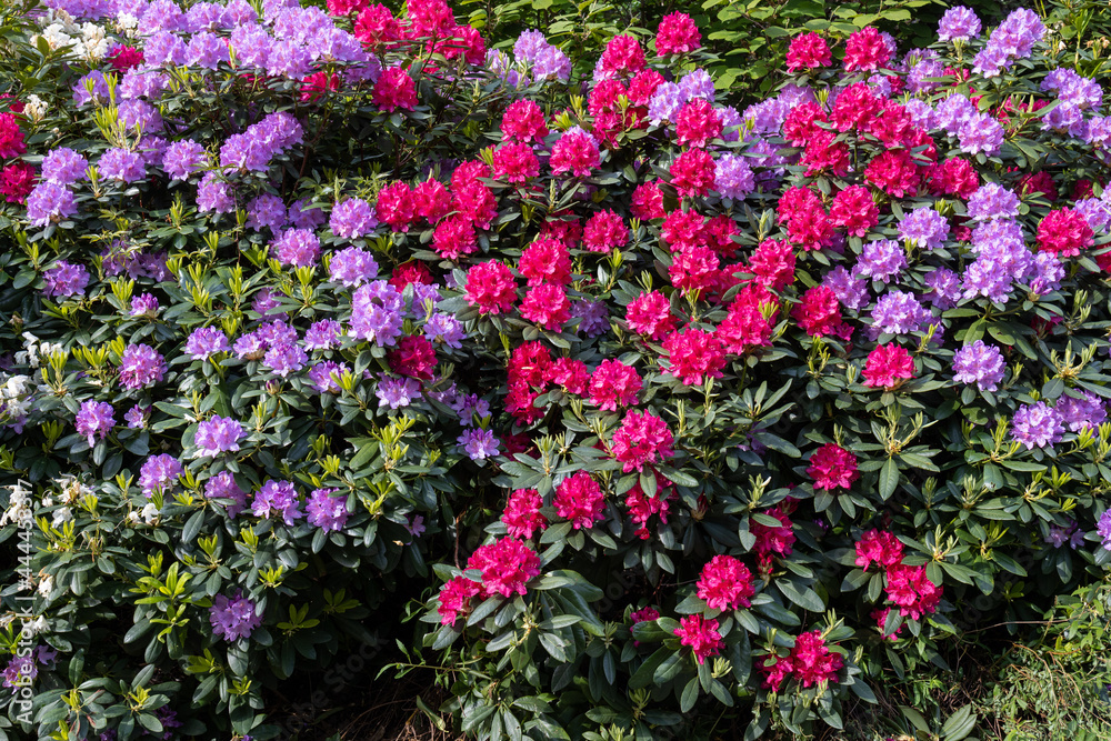 Purple, blue and red rhododendron flowers in sunlight.Shot in Sweden, Scandinavia