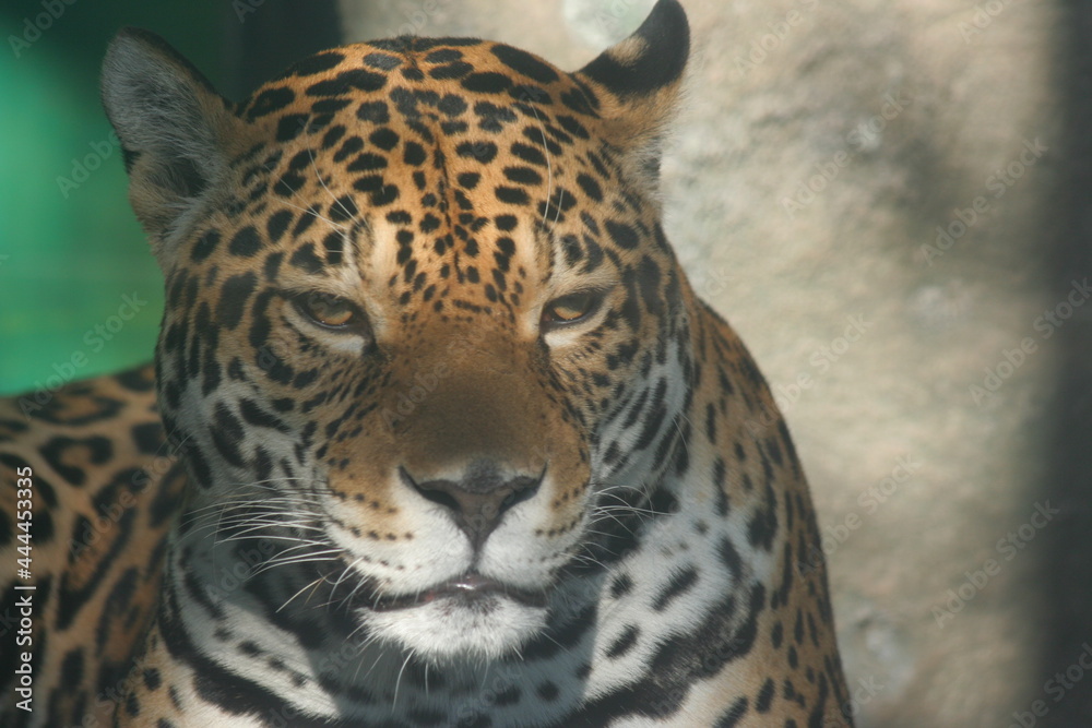 Fototapeta premium すごく怖いトラ