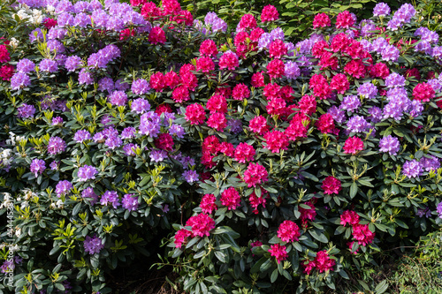 Purple  blue and red rhododendron flowers in sunlight.Shot in Sweden  Scandinavia