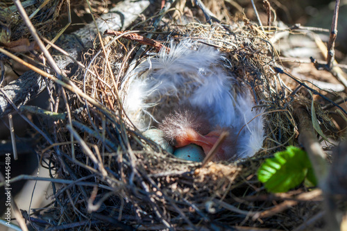 Bird Greenfinch (lat. Carduelis chloris), bird nest in natural habitat, two small chicks of "tundra tap dance", just hatched from eggs